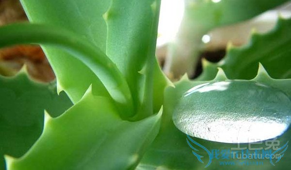 库拉索芦荟怎么吃 库拉索芦荟怎么吃