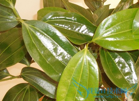 平安树的养殖方法 平安树叶子发黄的解决措施