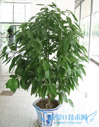 平安树的养殖方法 平安树叶子发黄的解决措施