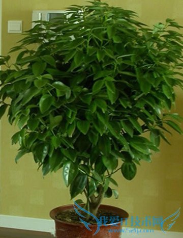 平安树的养殖方法 平安树叶子发黄的解决措施