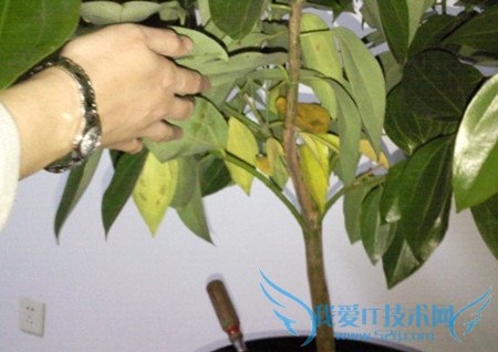 平安树的养殖方法 平安树叶子发黄的解决措施