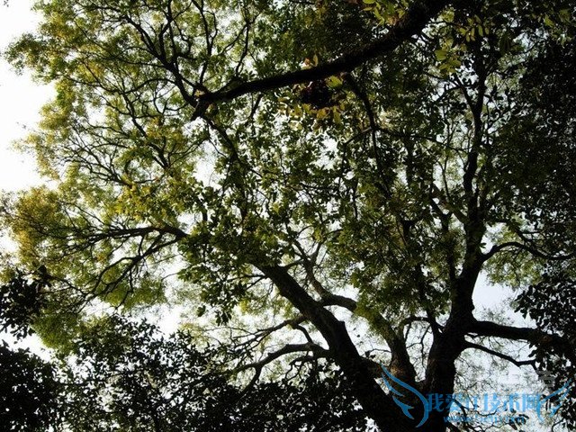 红豆沙树图片 红豆沙树图片