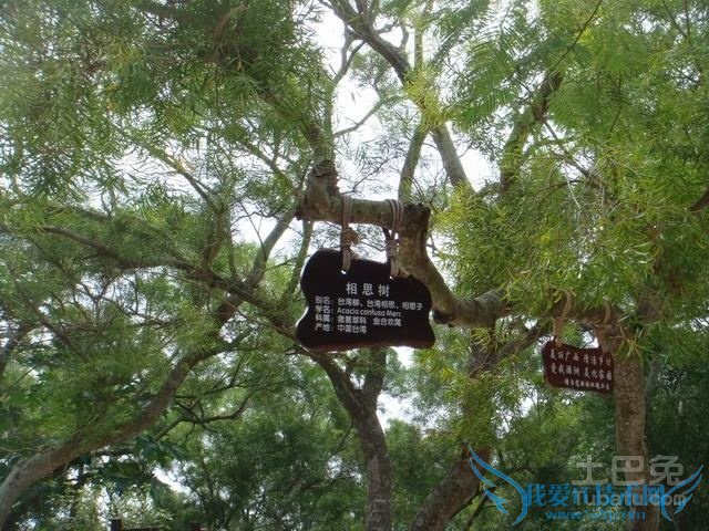 红豆沙树图片 红豆沙树图片