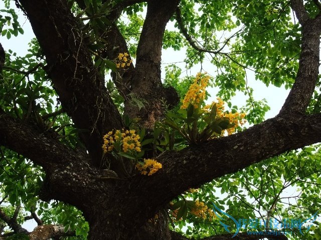 红豆沙树图片 红豆沙树图片