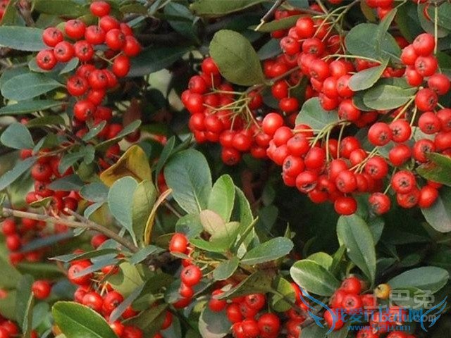 红豆沙树图片 红豆沙树图片