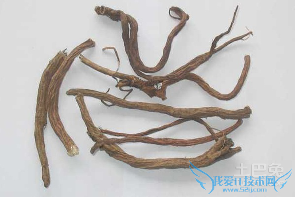 川断的功效与作用