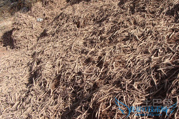 川断的功效与作用 川断的功效与作用