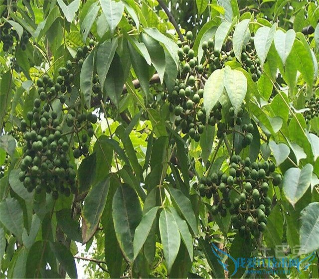 黄柏树种类 黄柏树种类