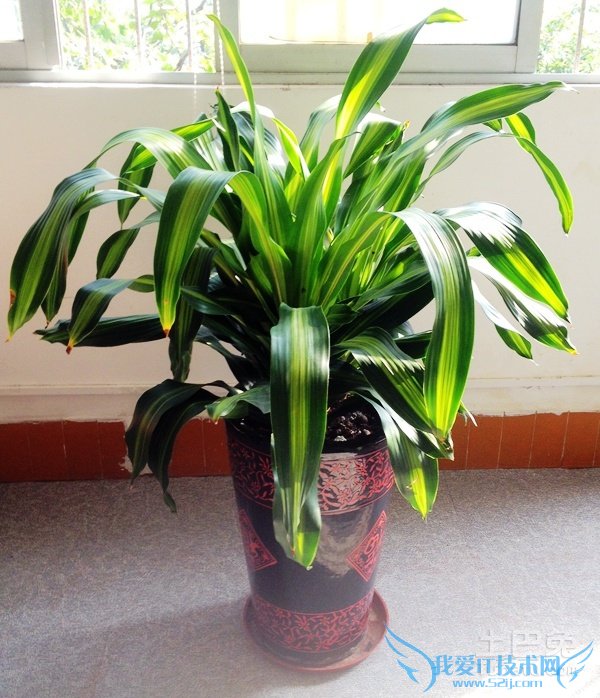 也门铁3m高价格