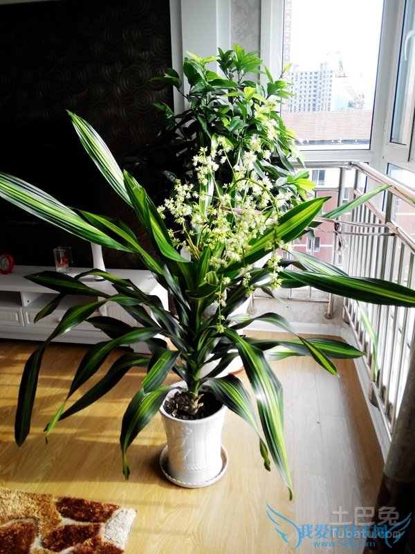 也门铁3m高价格