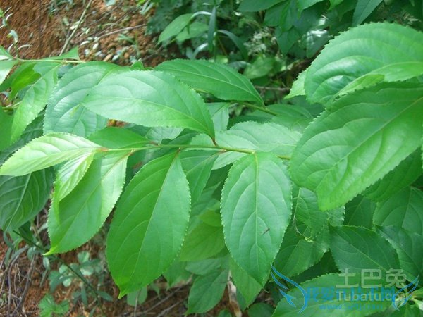 雷公藤图片 雷公藤图片