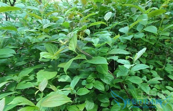 雷公藤图片 雷公藤图片