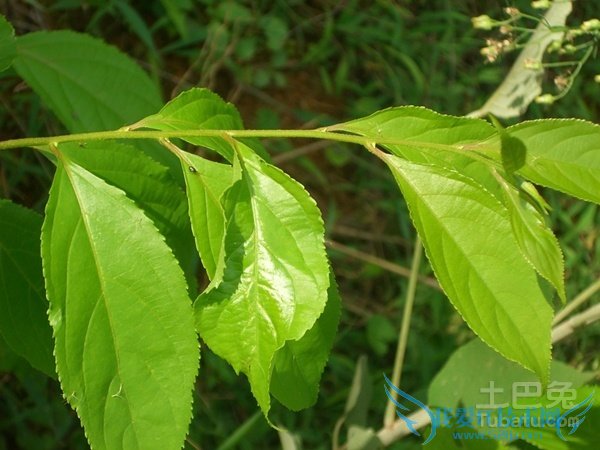 雷公藤图片 雷公藤图片