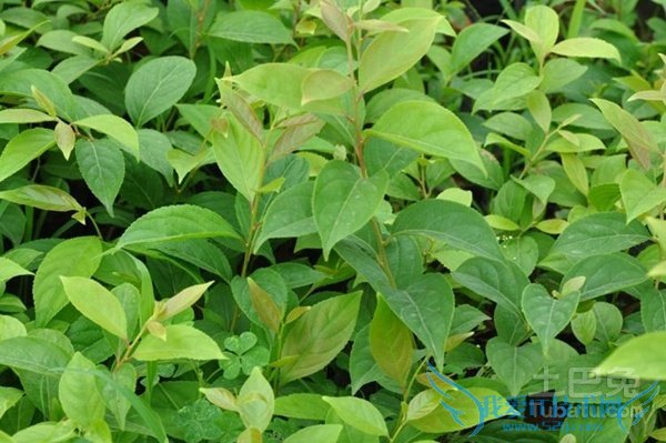 雷公藤图片 雷公藤图片
