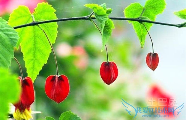 灯笼草种植 灯笼草种植