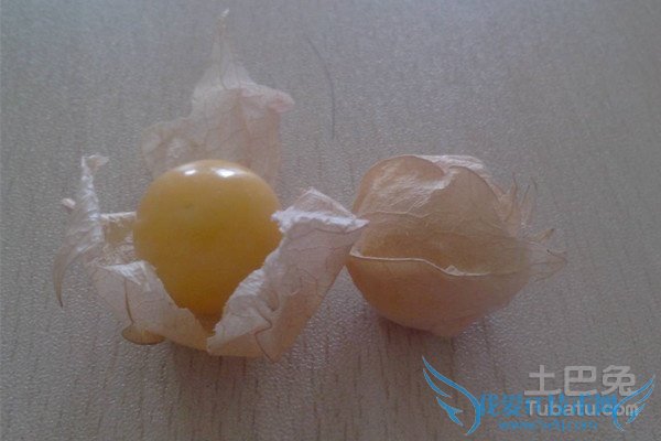 菇茑营养价值 菇茑营养价值