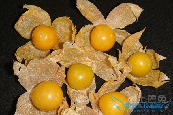 菇茑营养价值 菇茑营养价值