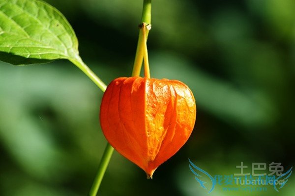 菇茑营养价值 菇茑营养价值