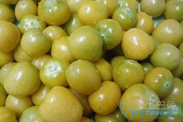 菇茑营养价值 菇茑营养价值