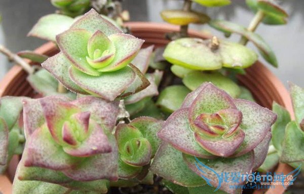 钱串子图片 钱串子图片