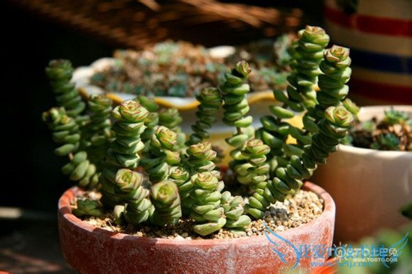 钱串子图片 钱串子图片