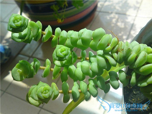 钱串子图片 钱串子图片