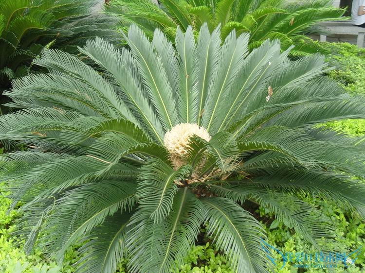 铁树叶子发黄怎么办 7种原因及解决方法总结