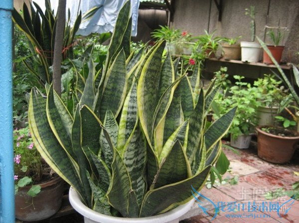 虎皮剑兰的风水应用