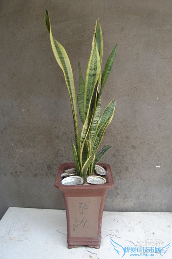 虎皮剑兰的风水应用