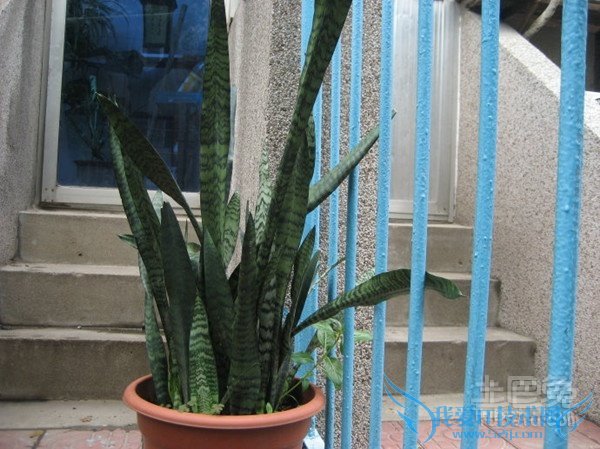 虎皮剑兰的风水应用