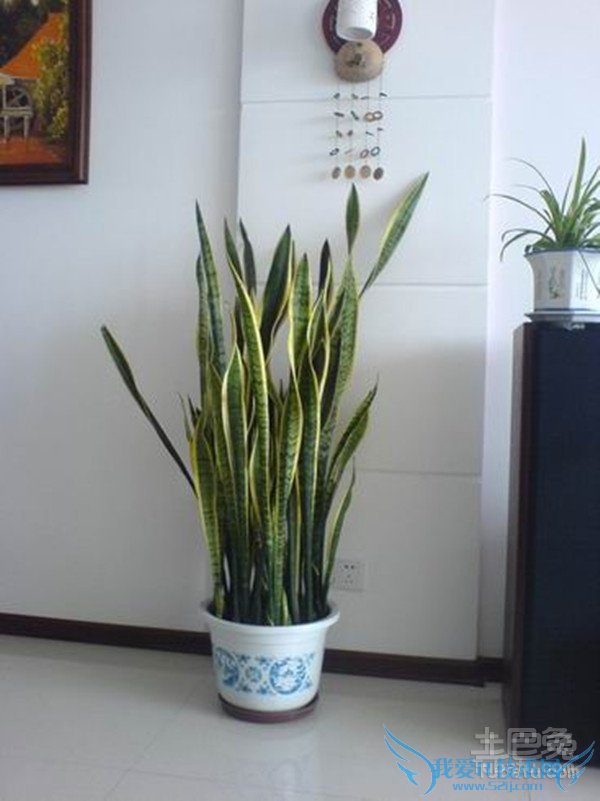 虎皮剑兰的风水应用