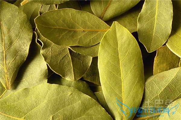 香叶图片 香叶图片