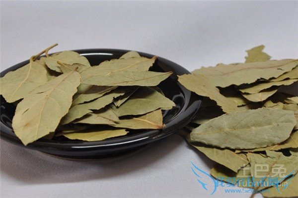 香叶图片 香叶图片