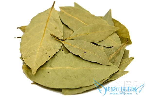 香叶图片 香叶图片