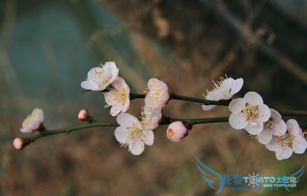 梅花的作用 盘点梅花的三大精彩作用