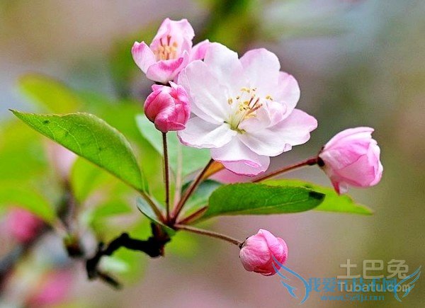 西府海棠价格 西府海棠价格