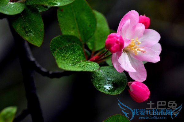 西府海棠价格 西府海棠价格