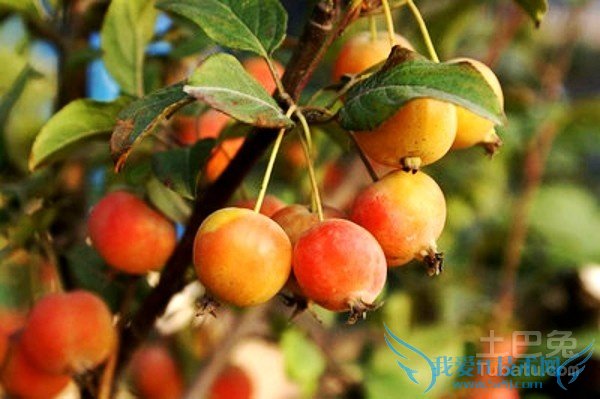 西府海棠价格 西府海棠价格