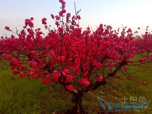 西府海棠价格 西府海棠价格