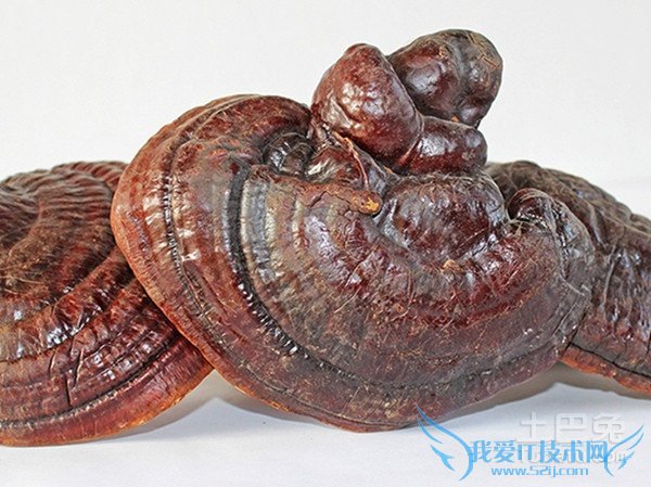 山色峪灵芝图片 山色峪灵芝图片