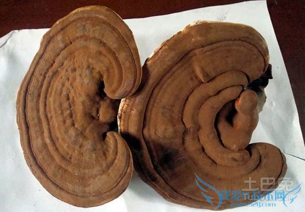 山色峪灵芝图片