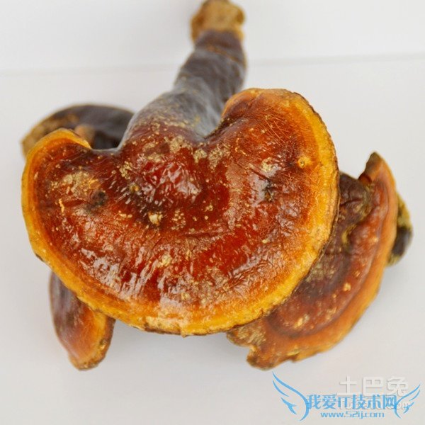 山色峪灵芝图片