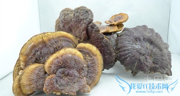 山色峪灵芝图片 山色峪灵芝图片