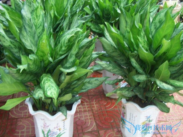 黑美人图片 黑美人图片