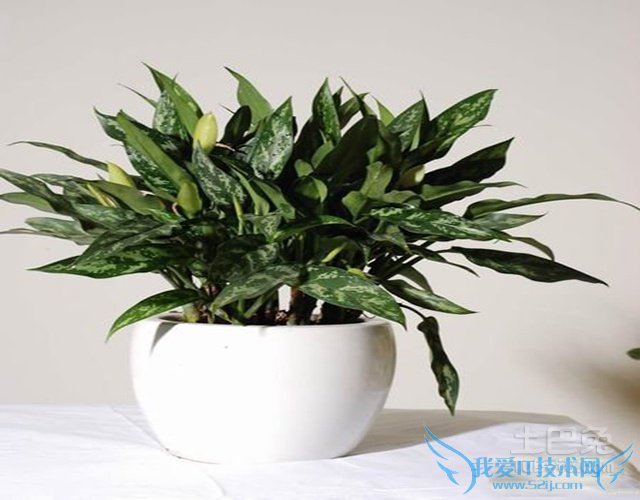 黑美人图片 黑美人图片