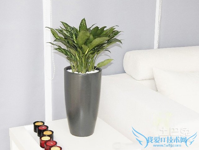 黑美人图片 黑美人图片