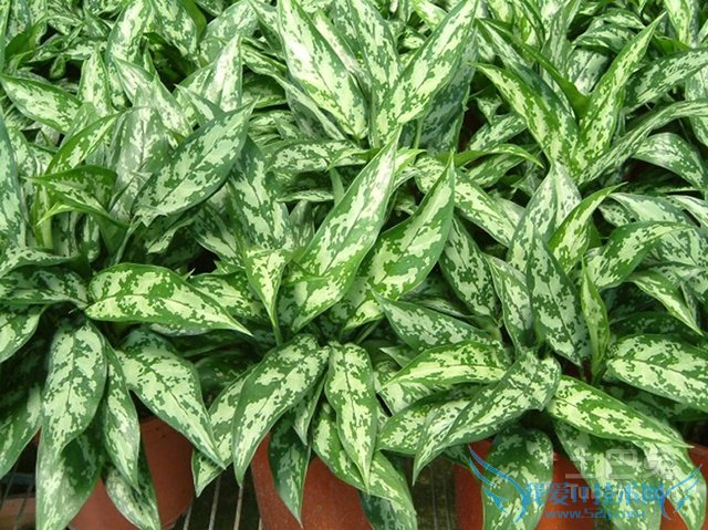 黑美人图片 黑美人图片