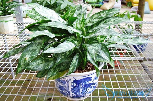 黑美人图片 黑美人图片