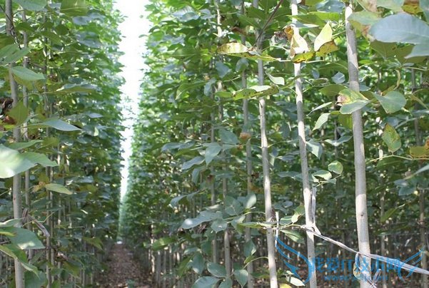 法桐小苗 法桐小苗