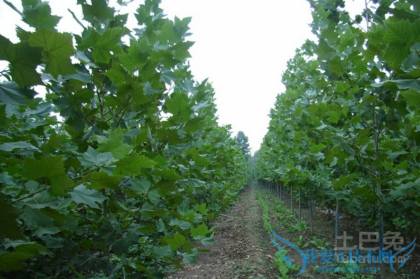 法桐小苗 法桐小苗